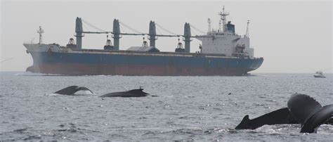 iwc whaling meeting|which countries still allow whaling.